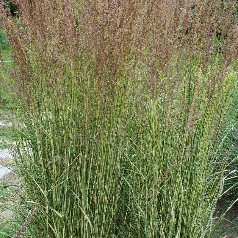 Calamagrostis acutiflora Eldorado