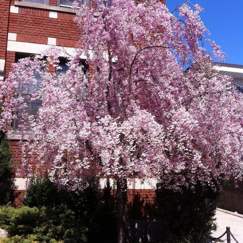 Prunus subhirtella Pendula