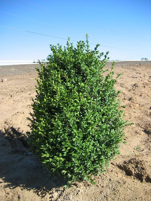 Buxus sempervirens 