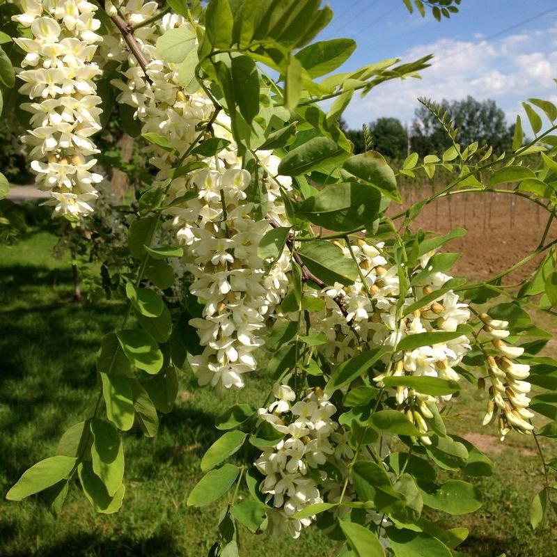 Robinia pseudoacacia 