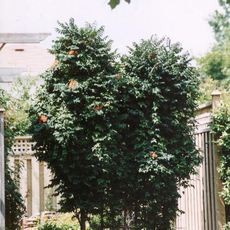 Sorbus aucuparia Fastigiata