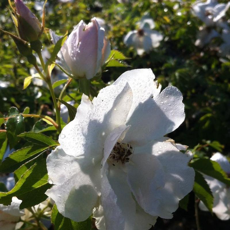 Rosa Parkland Morden Snowbeauty