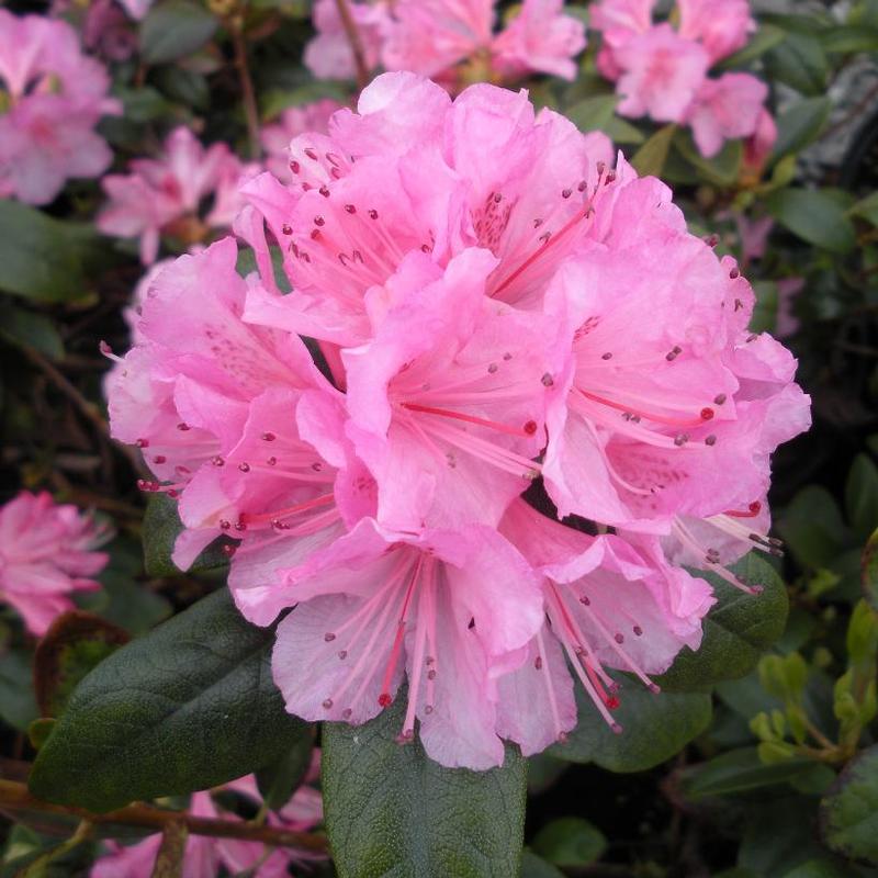 Rhododendron Olga Mezitt