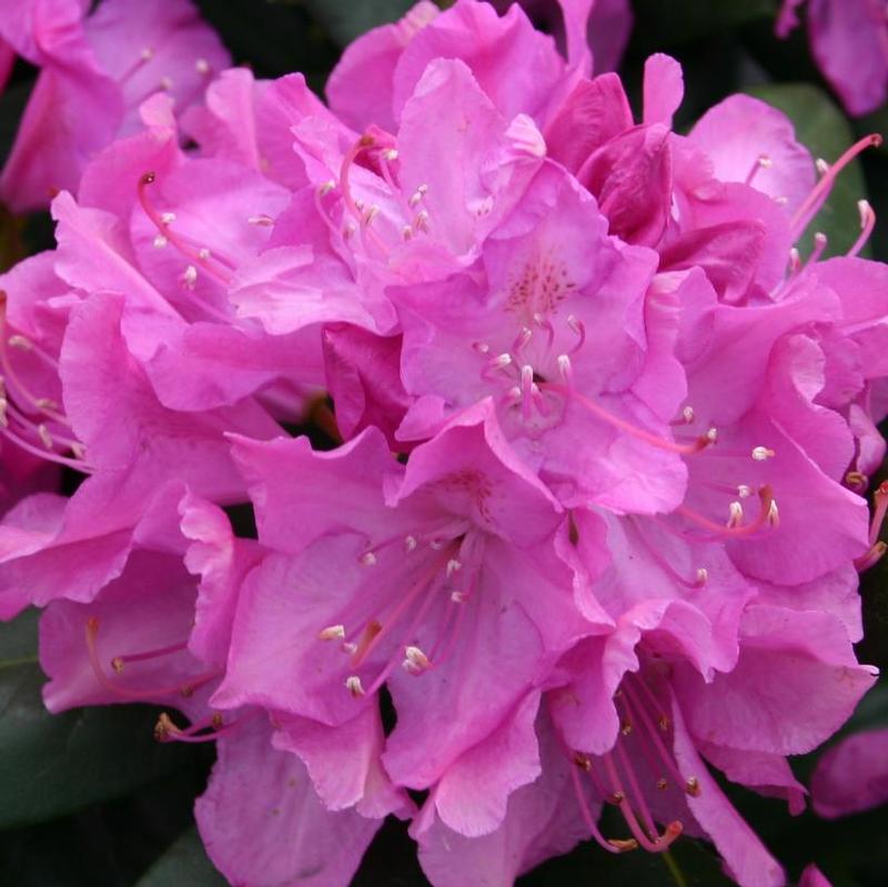 Rhododendron Roseum Elegans