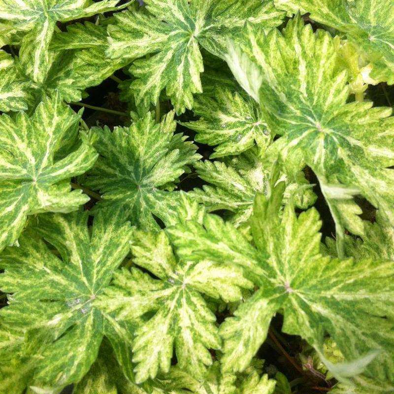 Geranium phaeum Margaret Wilson