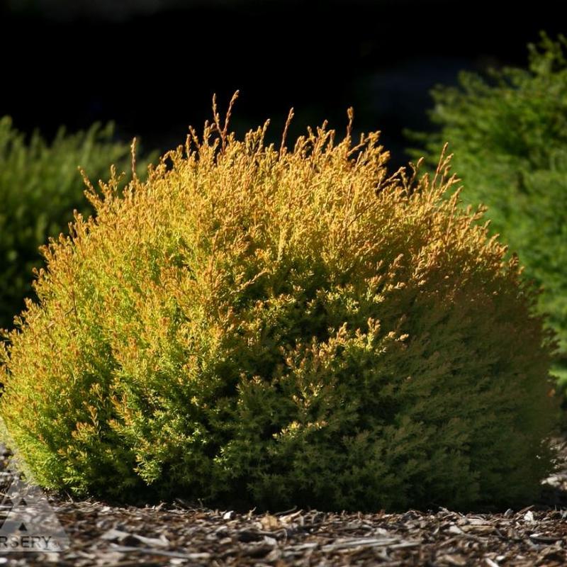 Thuja occidentalis Rheingold