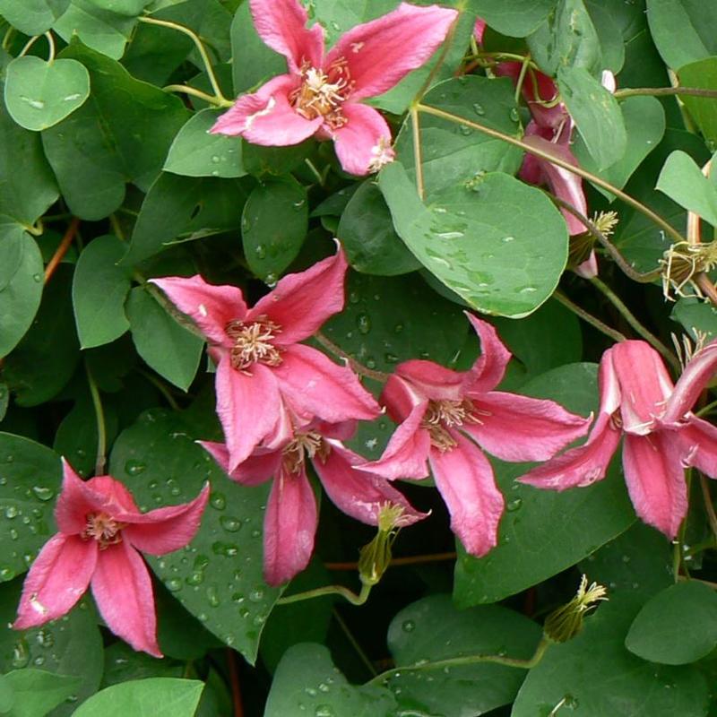 Clematis Princess Diana