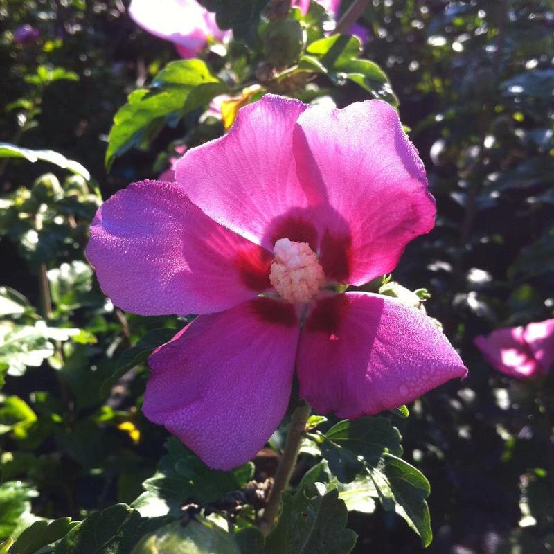 Hibiscus syriacus Woodbridge