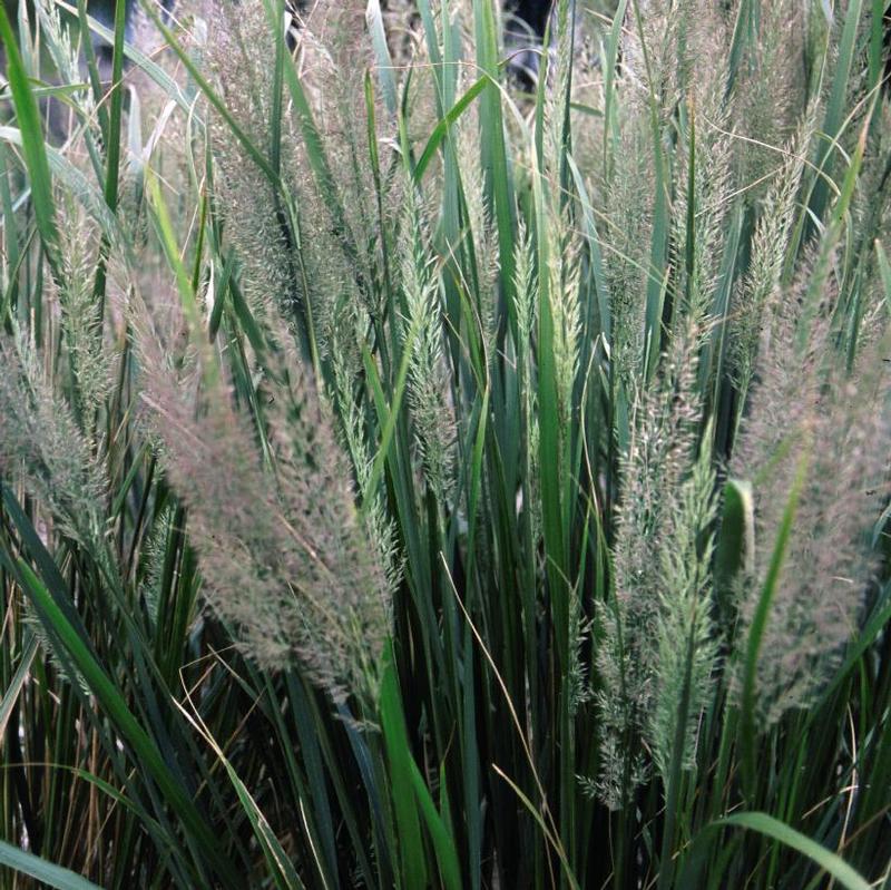 Calamagrostis Brachytricha Autumn Feather Reed Grass From Antheia Gardens