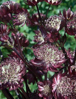 Astrantia major Star of Fire