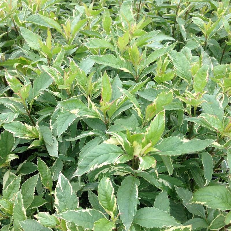 Eupatorium fortunei Pink Frost