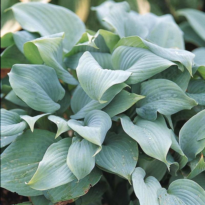 Hosta Fragrant Blue