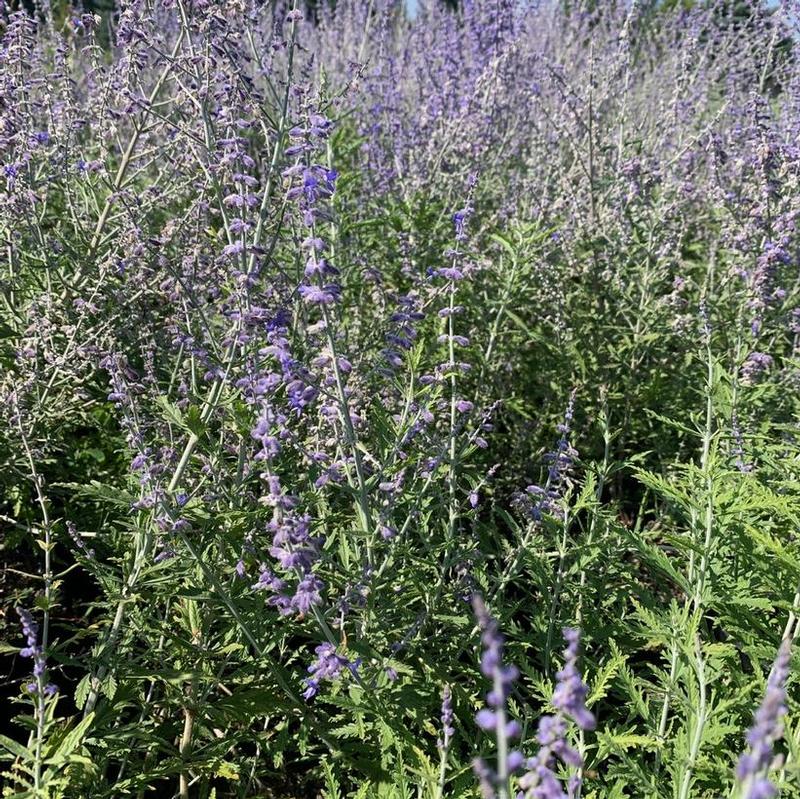 Perovskia atriplicifolia Lisslitt