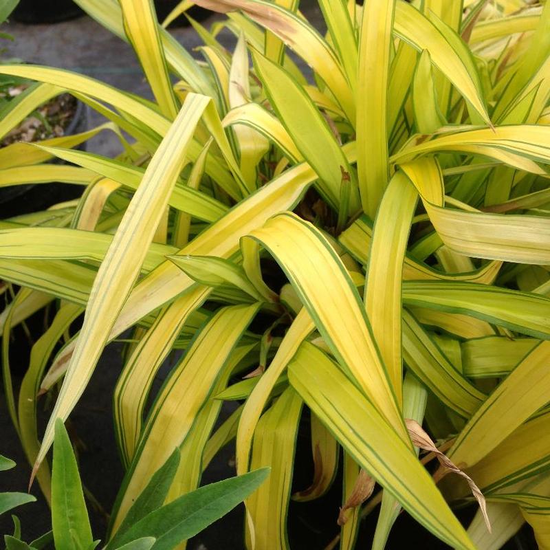 Carex siderosticha Banana Boat