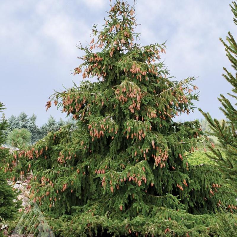 Picea abies Acrocona