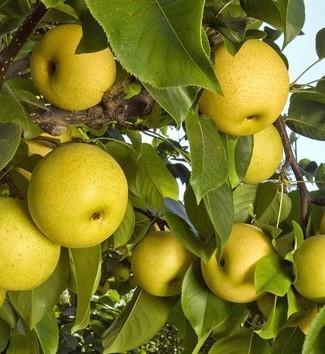 Pear Shinseiki
