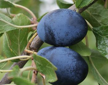 Plum German Prune