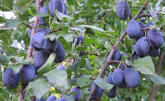 Plum Italian Prune