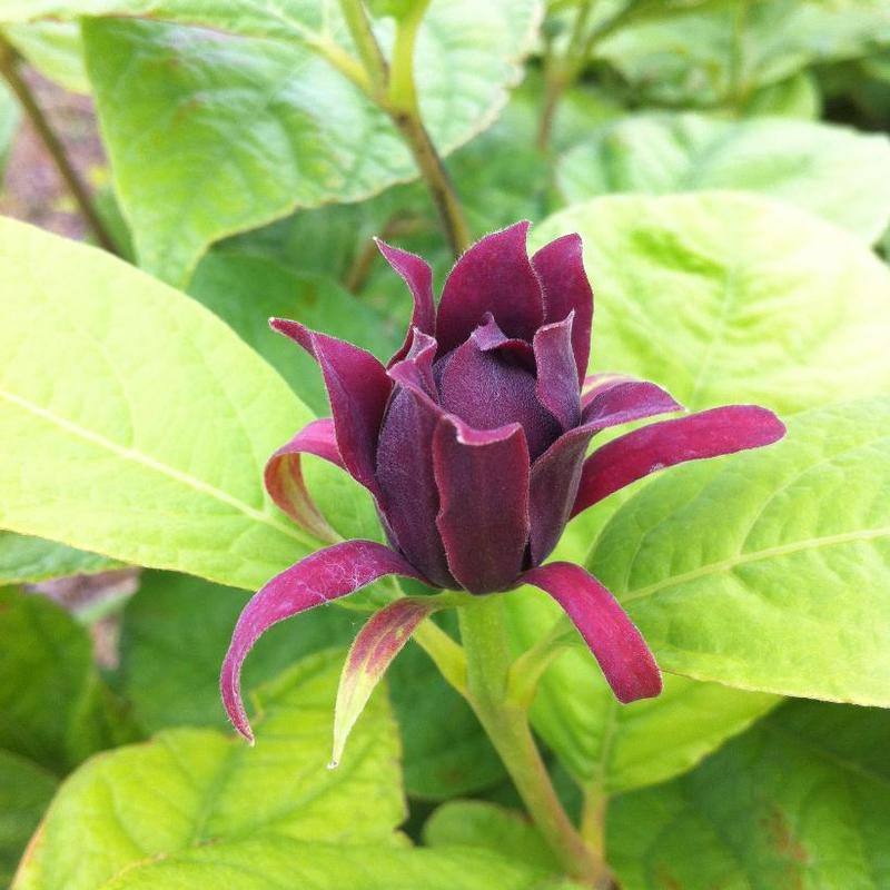 Calycanthus floridus 