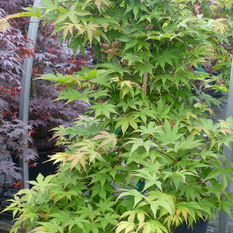 Acer palmatum Osakazuki Akame