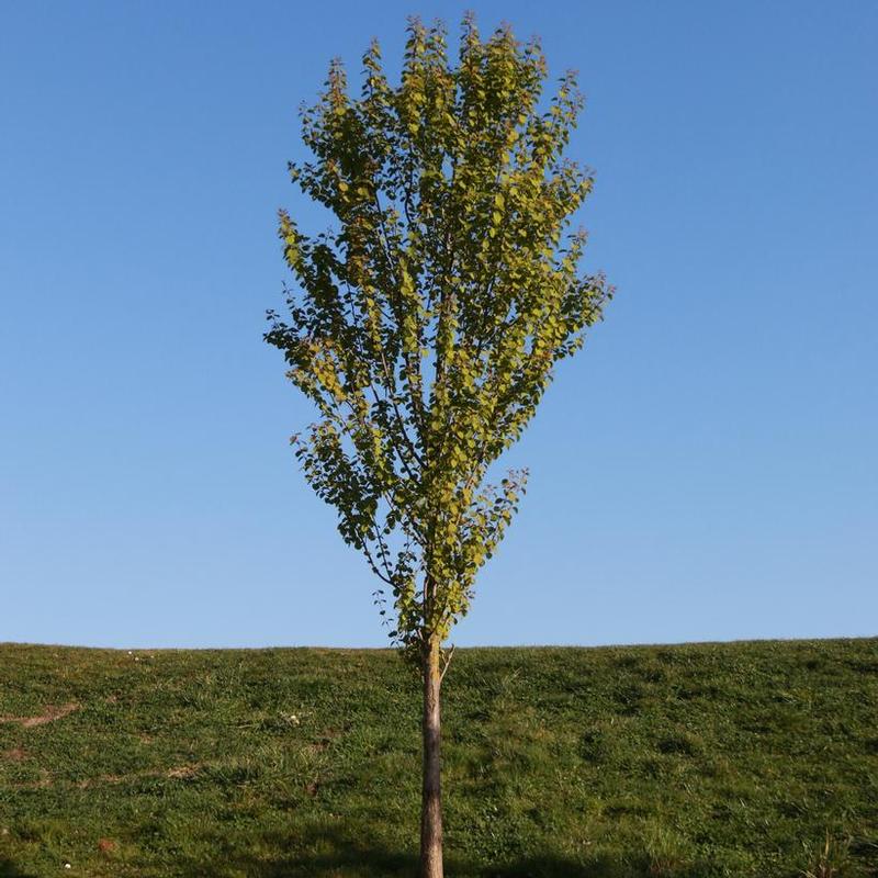 Cercidiphyllum japonicum Biringer