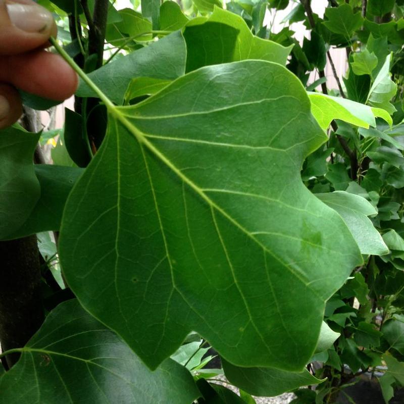 Liriodendron tulipifera Arnold