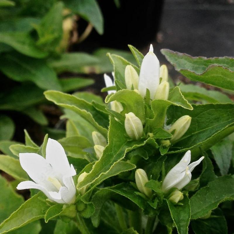 Campanula glomerata Alba