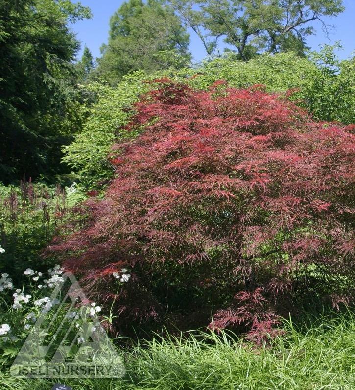 Acer palmatum dissectum Garnet