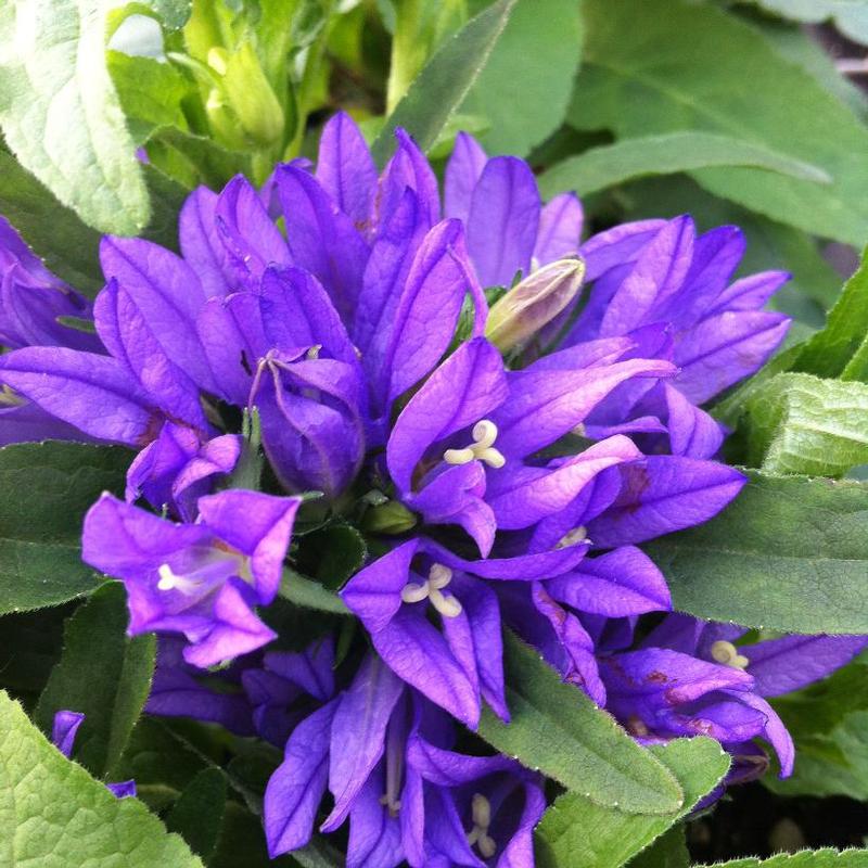 Campanula glomerata 'Superba' Clustered Bellflower from Antheia Gardens