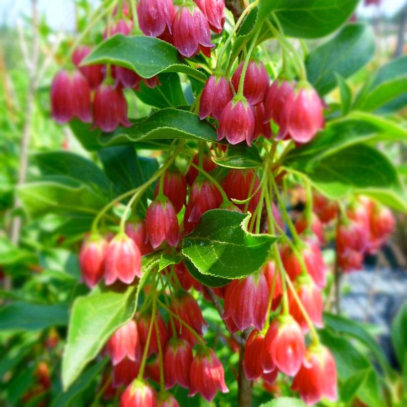 Enkianthus campanulatus Showy Lantern