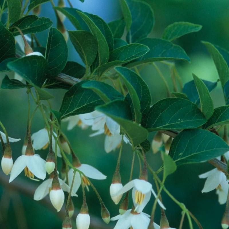 Styrax japonicus 