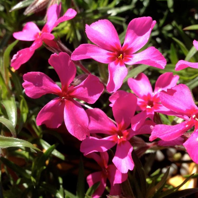 Phlox subulata Scarlet Flame