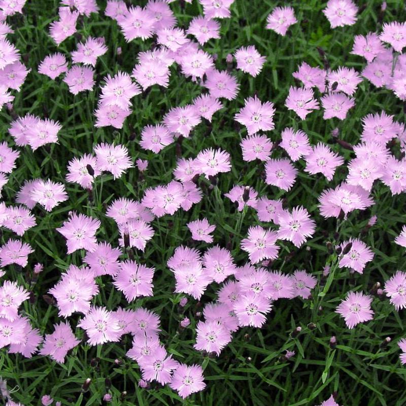 Dianthus gratianopolitanus Bath's Pink