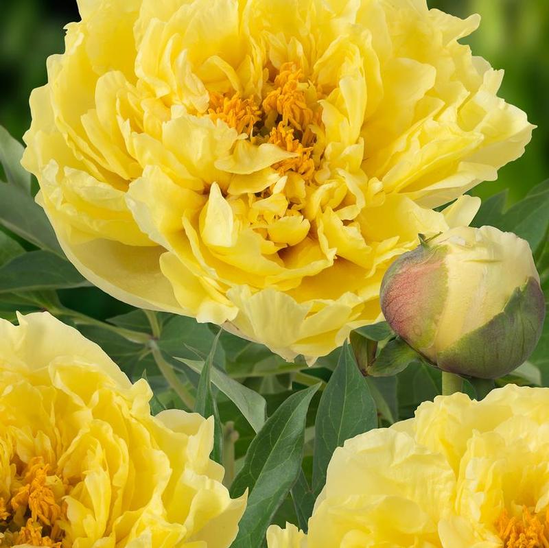 Paeonia itoh Yellow Crown