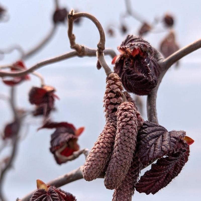 Corylus avellana Red Majestic