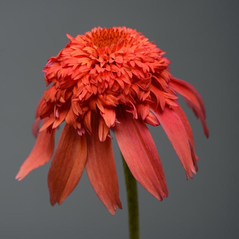 Echinacea x Double Scoop™ Balscandin