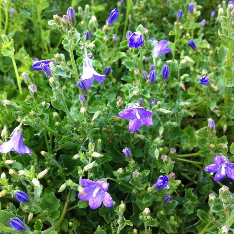 Campanula portenschlagiana 