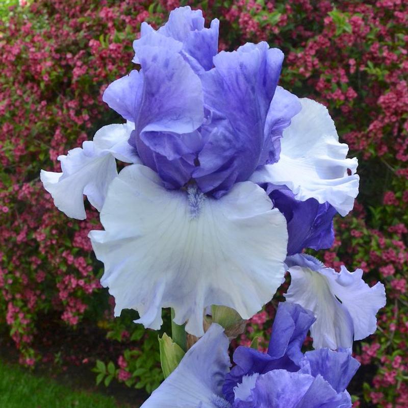 Iris germanica Crowned Heads