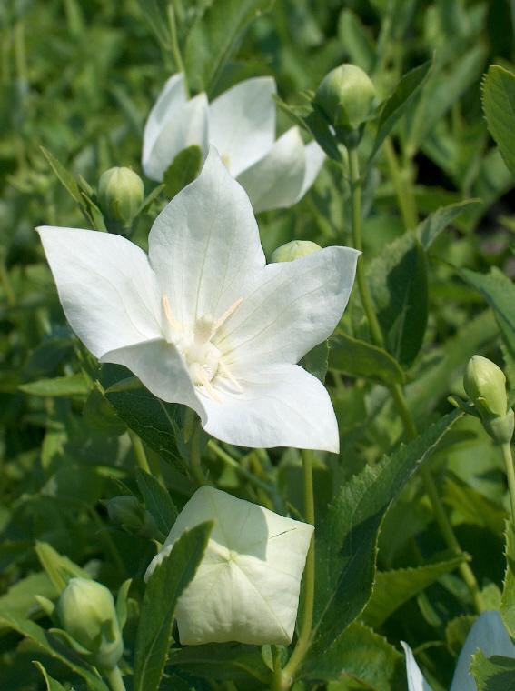 Platycodon grandiflorus Astra Astra White