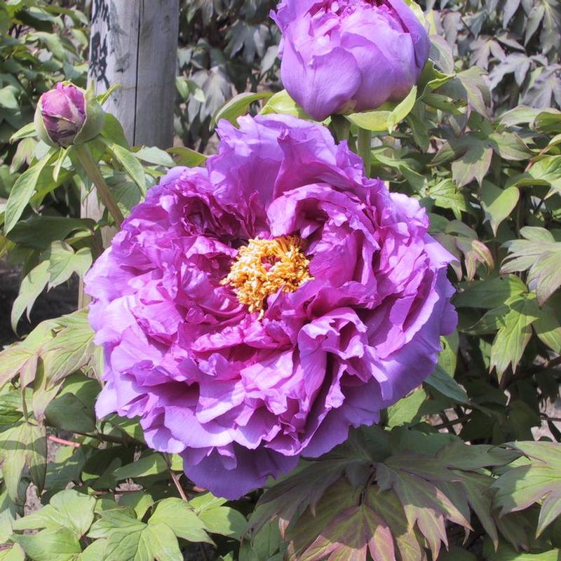 Paeonia suffruticosa Purple