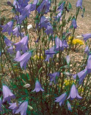 Campanula rotundifolia 