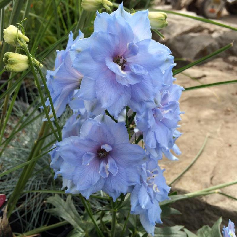 Delphinium elatum New Millennium™ Blue Lace