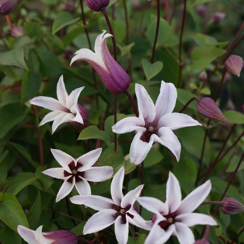 Clematis Zoprika