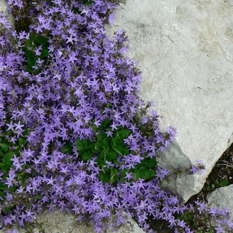 Campanula portenschlagiana Camgood