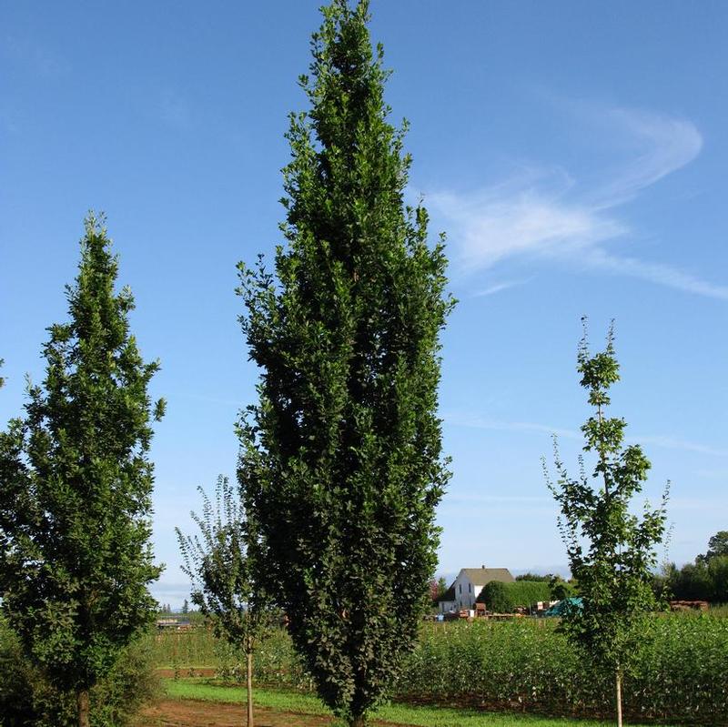 Quercus robur x alba JFS-KW2QX