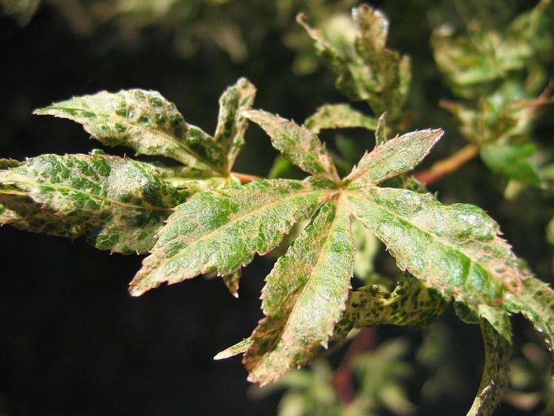 Acer palmatum Ukigumo