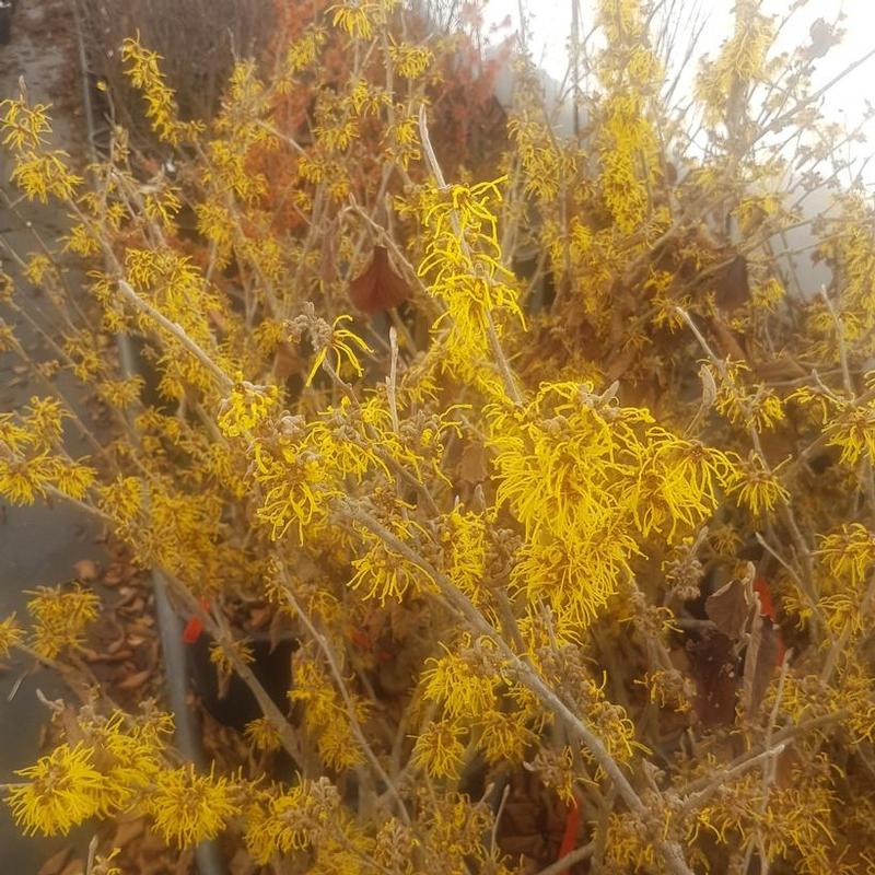 Hamamelis x intermedia Barmstedt Gold