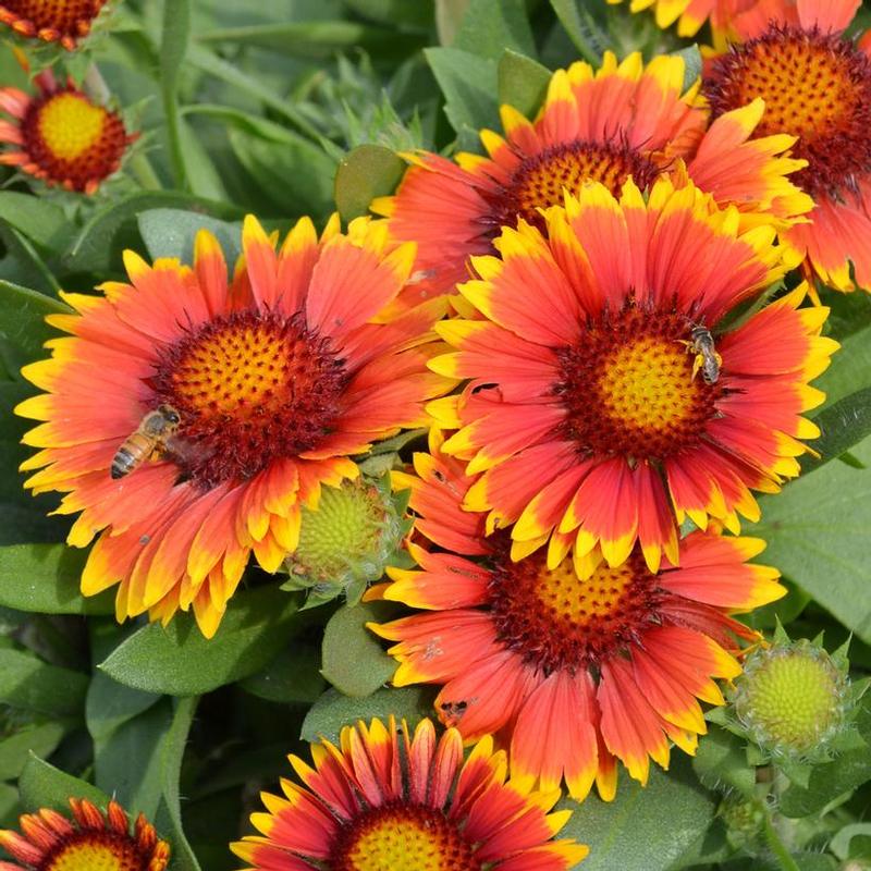 Gaillardia x grandiflora Arizona Arizona Sun