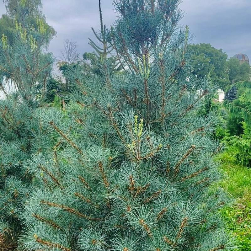 Pinus strobus Blue Clovers