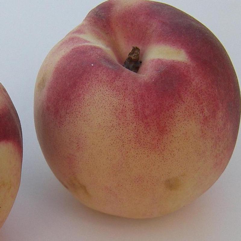 Peach White Lady